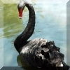 blackswan