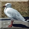 seagull